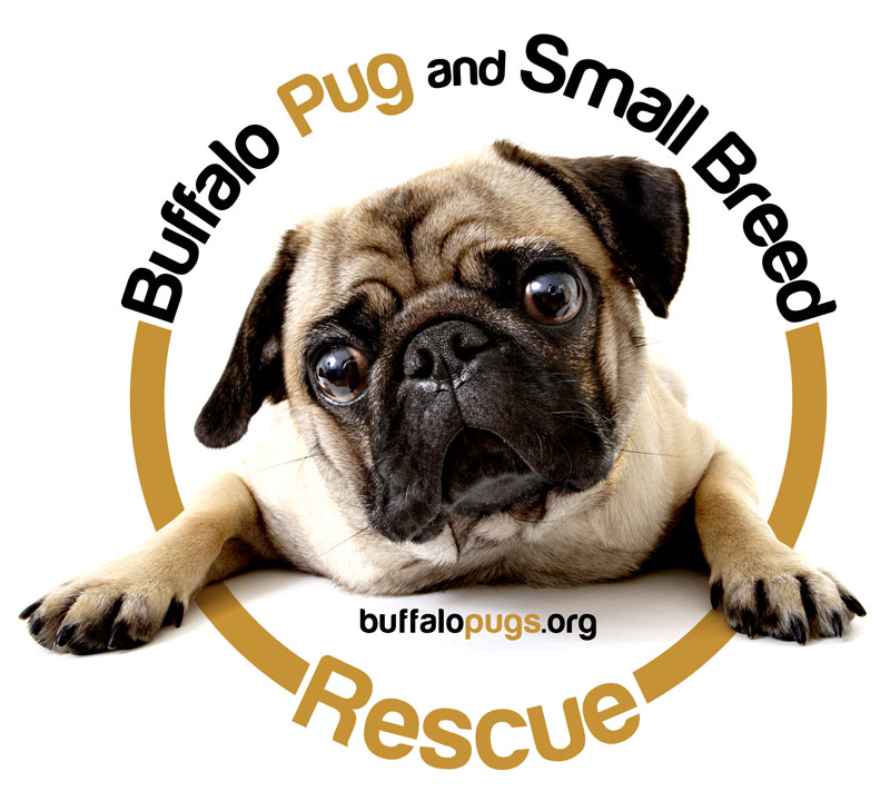 pugs for sale in ny pug dogs for sale in buffalo ny pugs for sale in ny pug dogs for sale in buffalo ny