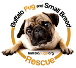Buffalo Pug \u0026 Small Breed Rescue, Inc 